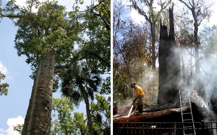 A Seminole County firefighter foams down what is left of "The Senator," a 3,500-year-old cypress tree that burned in Big Tree Park in Longwood, Fla., today.