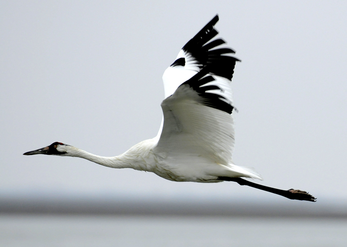 A whooping crane flies over the Aransas Wildlife Refuge in Fulton, Texas, in this recent photo. Scientists are concerned a devastating drought could hurt the recovery of the 300 endangered whooping cranes that winter in Texas.