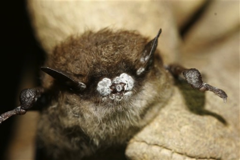 In this October 2008 photo provided by the New York Department of Environmental Conservation, a brown bat with white nose fungus is seen in New York. (AP Photo/New York Department of Environmental Conservation, Ryan von Linden)
