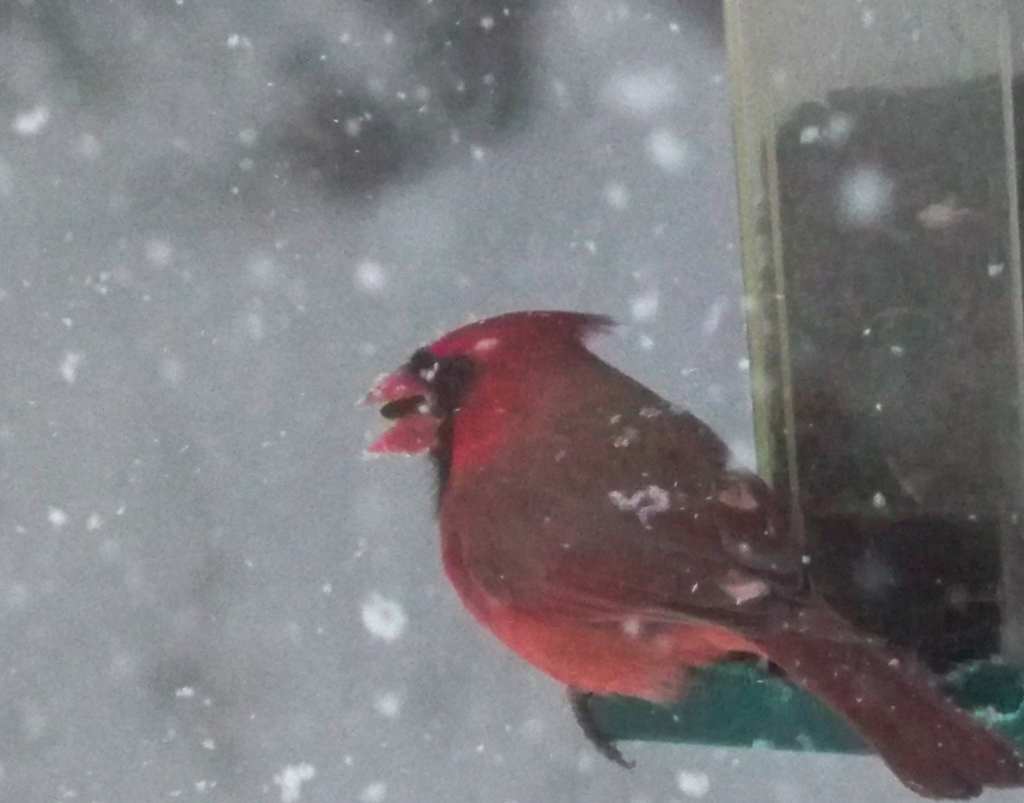 A cardinal is seen Thursday with a sunflower seed in his beak at a bird-feeder in Randolph.