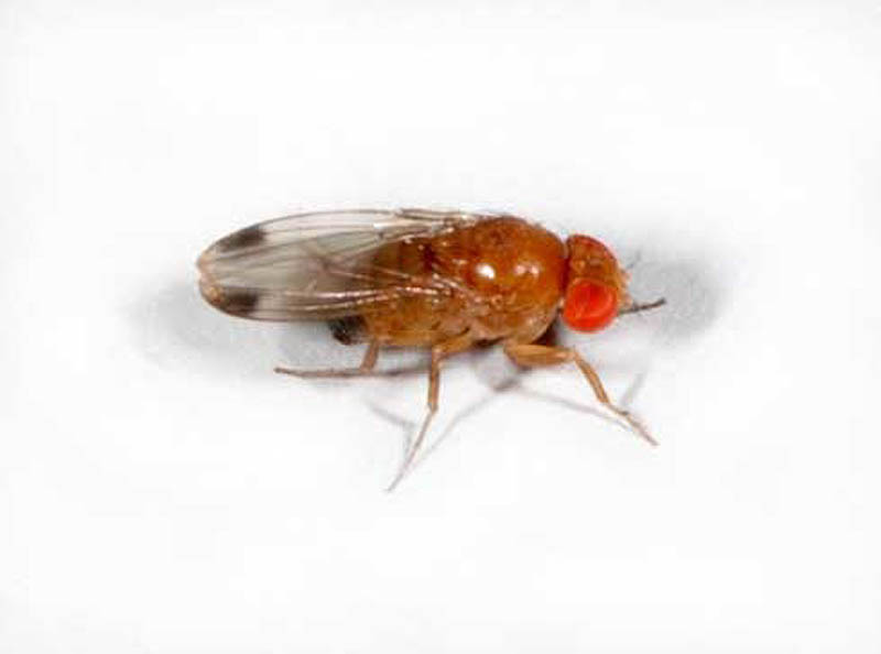Male Drosophila Suzukii