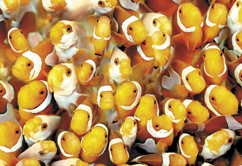 A proposal for an aquaculture operation in Augusta includes plans for tropical fish. Seen here is a tankfull of clownfish.