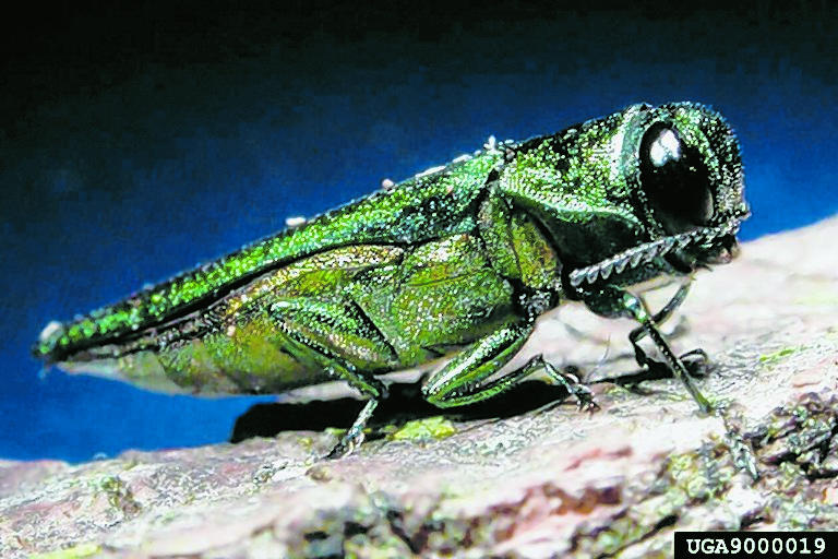 The emerald ash borer is responsible for millions of dollars of damage to ash trees across the U.S. The adult borer is a metallic, coppery-green color and one-third to one-half inch long. (Photo/David Cappaert of Michigan State University and courtesy of www.forestryimages.com)