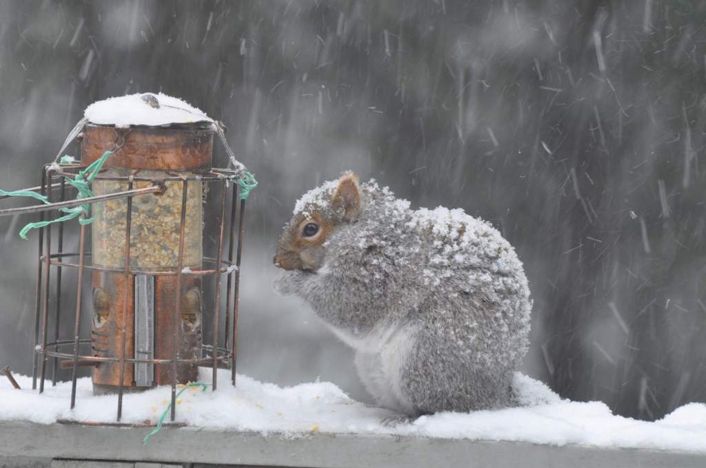 A squirrel is seen Thursday beside a bird-feeder in Belgrade.