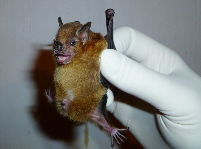An undated from the Centers for Disease Control and Prevention of Sturnira lilium, the host species of bat that the influenza virus was recently detected in.