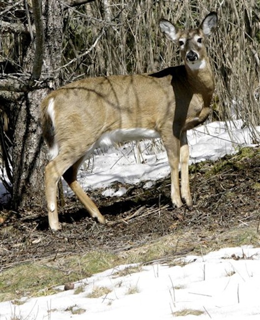 In this March 2007 file photo, a deer looks up from grazing under a tree in Sharon, Vt. All signs are pointing to a booming deer population this year in Vermont and New Hampshire, given a mild winter with little snow. (AP Photo/Toby Talbot)