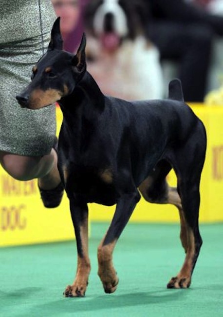 Protocol's Veni Vidi Vici, a Doberman pinscher, who won its group, runs during the judging of the Working Group at the 136th annual Westminster Kennel Club dog show. (AP Photo/Seth Wenig)