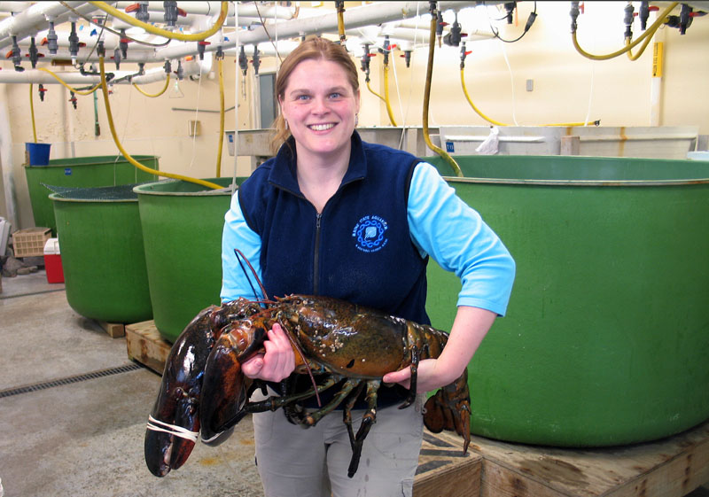 Maine State Aquarium Director Aimee Hayden-Rodriques holds a 27 pound, nearly 40 inch long, lobster caught by Robert Malone off the coast of Maine near Rockland, last week. The aquarium named the crustacean "Rocky."