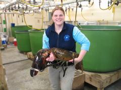 Maine State Aquarium Director Aimee Hayden-Rodriques holds a 27 pound, nearly 40 inch long, lobster caught by Robert Malone off the coast of Maine near Rockland on Feb. 17. The aquarium named the crustacean "Rocky." (AP Photo/Maine State Aquarium)