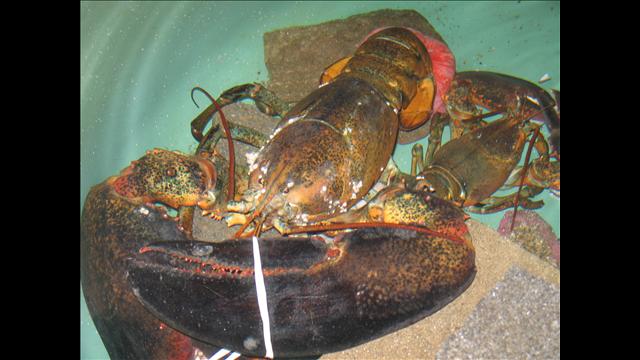 "Rocky", the 27-pound Maine lobster, is displayed at the aquarium.