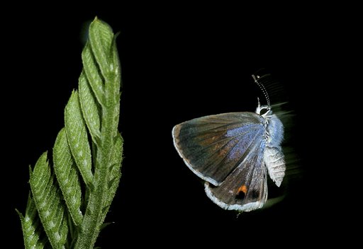 In this undated photo, a Miami blue butterfly is shown at Bahia Honda State Park in the Florida Keys. The U.S. Fish and Wildlife Service last August issued an emergency listing of the Miami blue as an endangered species. No confirmed Miami blues have been seen on Bahia Honda since July 2010.