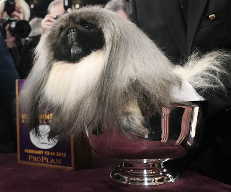 Malachy, a Pekingese, sits in the trophy after being named best in show at the 136th annual Westminster Kennel Club dog show in New York, on Tuesday, Feb. 14. (AP Photo/Seth Wenig)