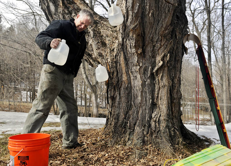 Fred Mitton, of Manchester, recovers sap Tuesday on a Maple tree he tapped in Hallowell. Mitton said most of the jugs he hung last week were full of the sweet stuff from afternoon runoff.