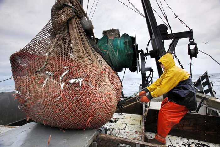 In this Friday, Jan. 6 photo, James Rich maneuvers a bulging net full of northern shrimp caught in the Gulf of Maine. (AP Photo/Robert F. Bukaty)
