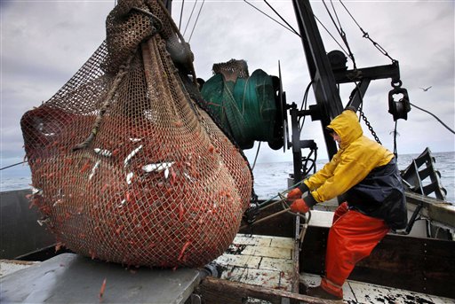 In this Jan. 6, 2012, photo, James Rich maneuvers a bulging net full of northern shrimp caught in the Gulf of Maine. The shrimping season began on Jan. 2.