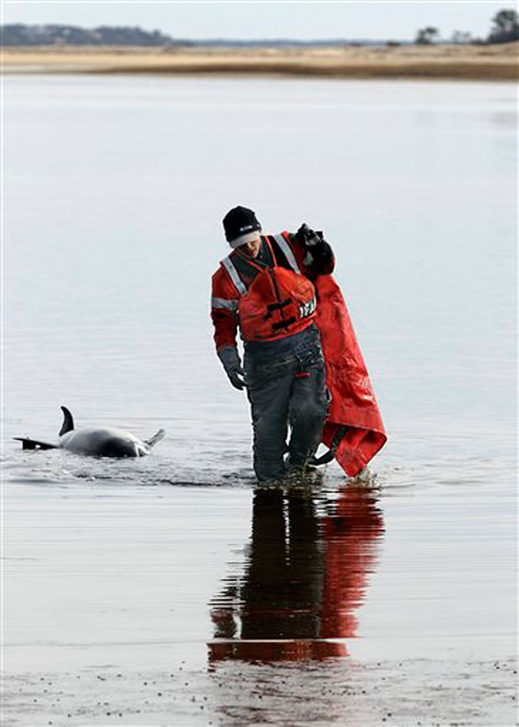 Kat Rose, an International Fund for Animal Welfare rescue team member, walks away from a dead dolphin the team was unable to save. (AP Photo/Stephan Savoia)