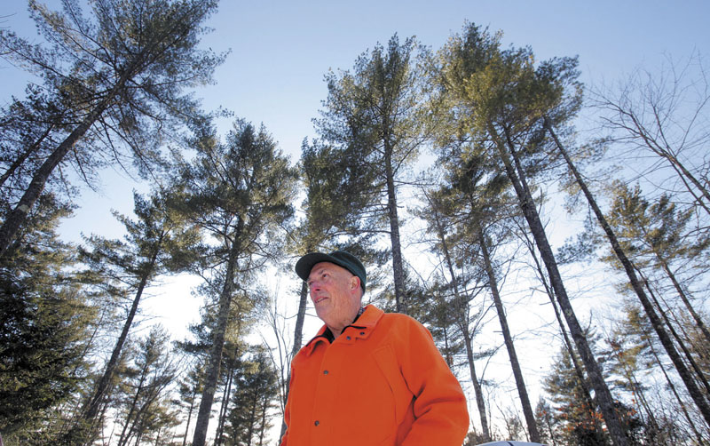 TREE PRESERVATION: Everett Towle is a retired forester who is working with the Three Rivers Land Trust, the Francis Small Heritage Trust and other organizations to create Forest Works!, a new program that aims to save larger tracts of forest land from development. Towle is photographed on a 50-acre parcel of land he owns in Hollis and manages as a forestry resource. The trees towering behind Towle are eastern white pines.