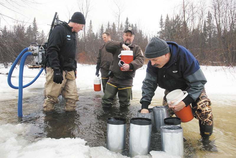 PUTTING IN WORK: Paul Christman, a biologist with the Department of Marine Resources in Hallowell, places salmon eggs in a tributary of the Sandy River in Avon. With Christman are, from left, Jed Wright, with the Gulf of Maine Coastal Program, Craig Knights and Chris Domina, with U.S. Fish and Wildlife.