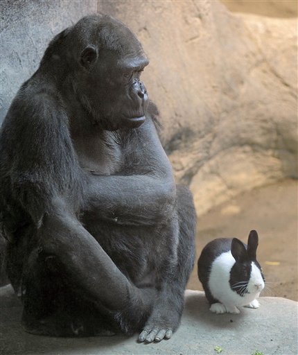 The Erie Zoo's lowland gorilla Samantha shares her space with Panda, a Dutch rabbit, at the zoo in Erie, Pa., on Thursday.