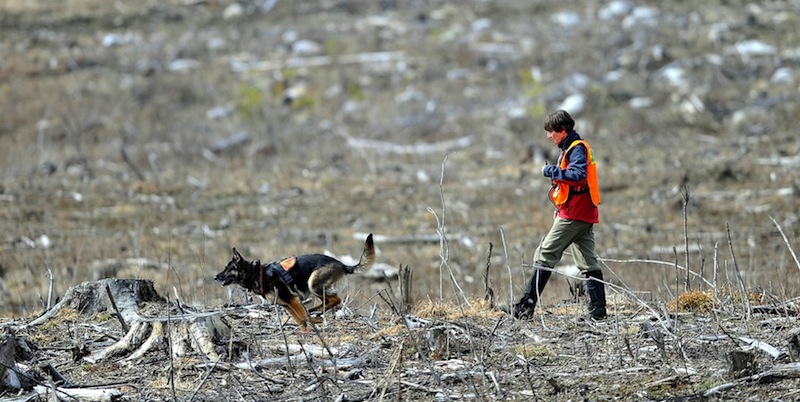 Members of the Maine Search and Rescue Dogs search an area next to Heath Court in Oakland for missing toddler Ayla Reynolds on Saturday, March 24, 2012 for Ayla Reynolds. Authorities have renewed the search for Reynolds in spots that were previously covered in snow.