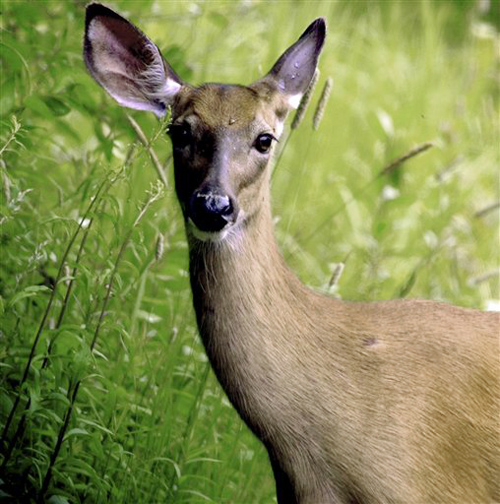 As recently as five years ago, the Maine deer harvest approached 30,000 animals a year.