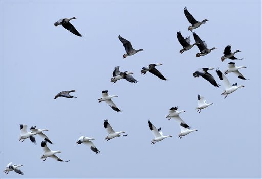 A flock of geese fly over Mad Island, Texas, recently. In a typical winter, the Texas Gulf Coast is packed with tens of thousands of birds – songbirds, waterfowl, catbirds, gnatcatchers, warblers and other migrants. But this year, an annual count done just before Christmas found the population had dropped steeply.