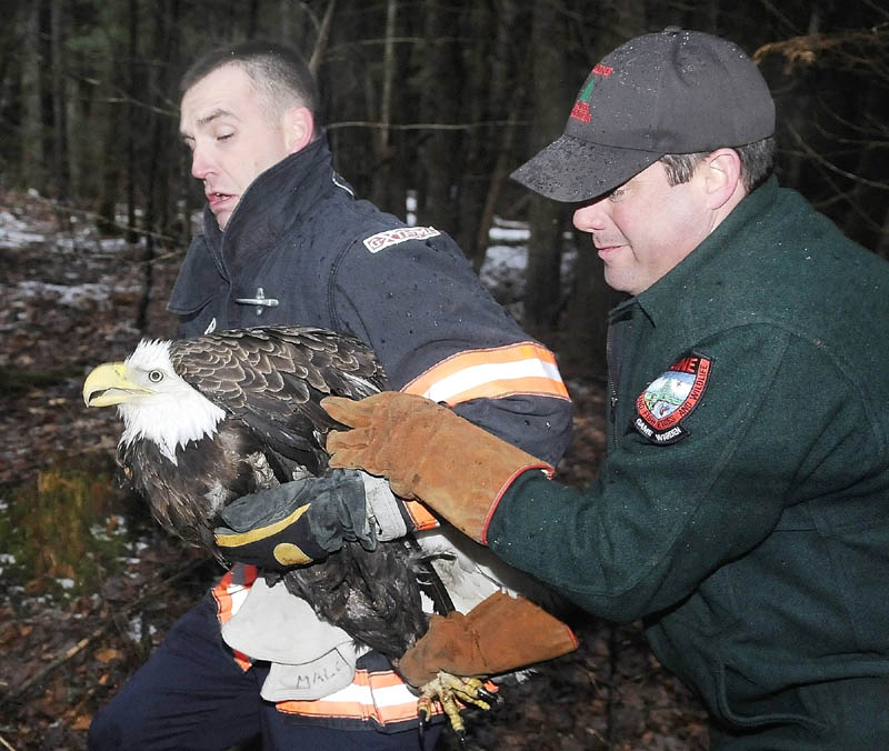 Staff photo by Andy Molloy RAPTOR RESCUE: Gardiner firefighter Dan Freeman, left, and Game Warden Steve Allarie carry a Bald Eagle to a crate Wednesday night after two of the raptors become entangled on a tree while brawling in Litchfield. The warden and firefighters from Litchfield and Gardiner were preparing to climb up and remove the birds when they broke free. One eagle flew away and the authorities rescued the other following a foot chase through the woods after it fell to the ground. Allarie said eagle is being evaluated at Avian Haven in Freedom for injuries sustained during the fight and appears to be doing well. The banded bird will be released upon recovery, he stated. "The bird is getting its strength back," he said. "I'm fairly confident we'll be releasing it back into the wild."