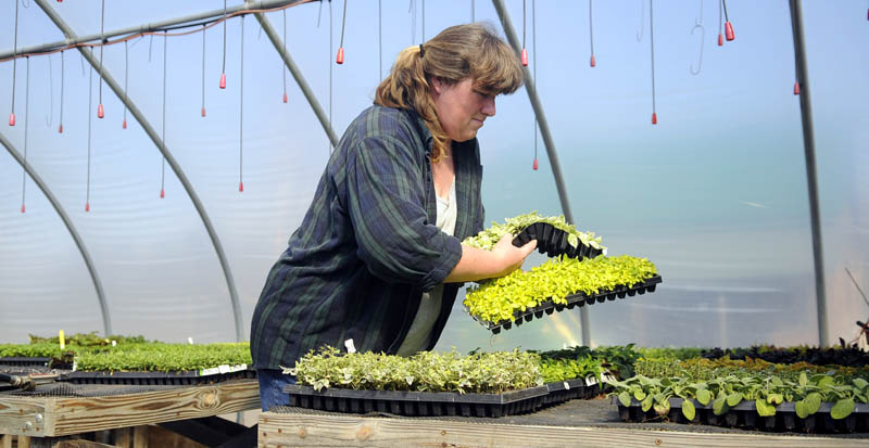 Baby herbs: Wendy Elvin transfers herb seedlings in the greenhouse at her family’s Readfield farm. Her father, Elmer, said plants cultivated in the greenhouse are safe, but produce raised outside still risks being killed by frost — despite unseasonably mild temperatures this week.