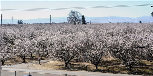An almond orchard is in bloom recently in Ceres, Calif. A mild and dry winter that gave insects a reprieve from certain death now threatens to make spring a tough season for many U.S. farmers.