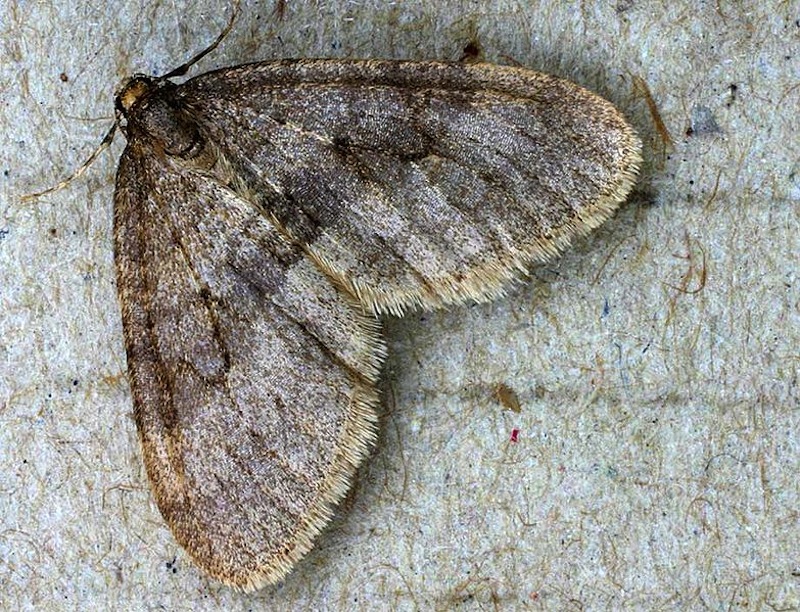 Winter moths can cause massive defoliation, and have already been detected in New Hampshire, Massachusetts and Rhode Island.