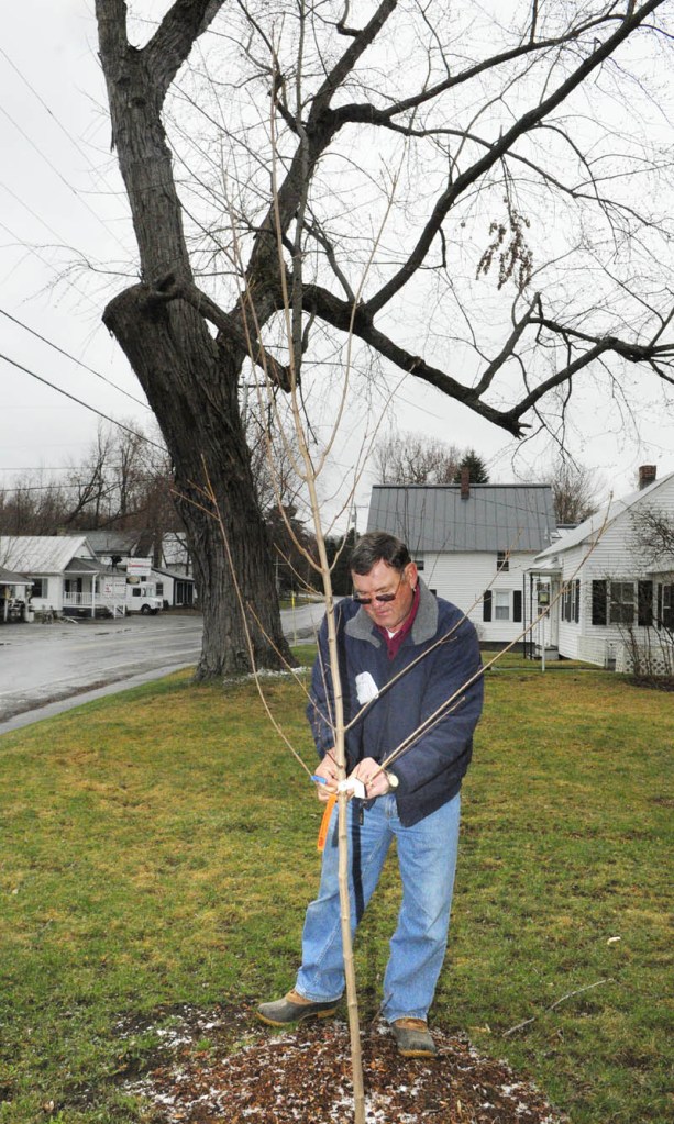 READY TO GROW: Rich Baker, chairman of the Belgrade Tree Committee, takes the tags off a sugar maple tree that was planted along Main Street last fall. Behind him is an old silver maple.