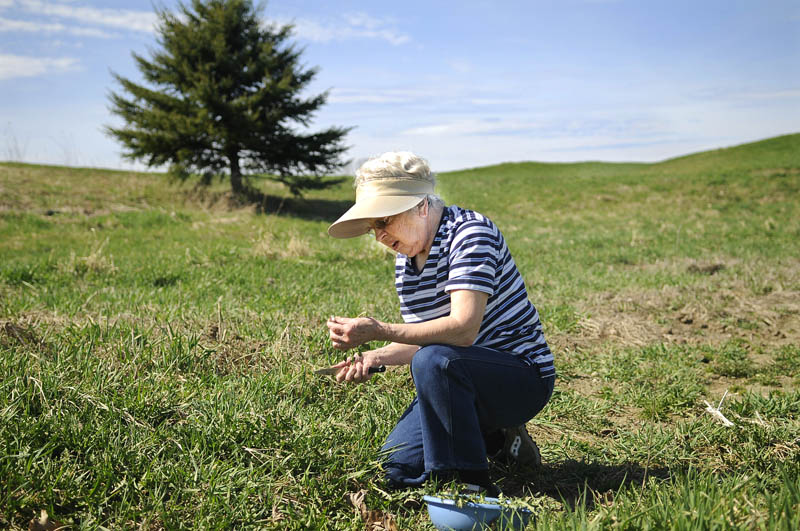 Muriel Plummer, 90, inspects a dandelion root Tuesday that she harvested in the garden at her farm in Weeks Mills. Since retiring from Hussey’s two years ago, Plummer is staying busy picking produce and cultivating flowers. She likes to steam the roots of dandelions and serve them with biscuits. “I have enough for myself,” she said of her day’s labor.