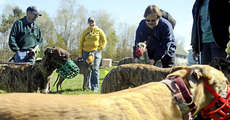 PLAY DATE: Greyhounds frolic Sunday during a play date at the Maine Greyhound Placement Services in Augusta. Approximately 30 of the former racing dogs attended the monthly get together for hounds and handlers beneath clear skies.
