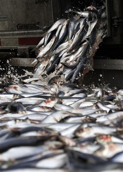 In this Feb. 23, 2012 photo, herring are unloaded in Portland, Maine. (AP Photo/Pat Wellenbach)