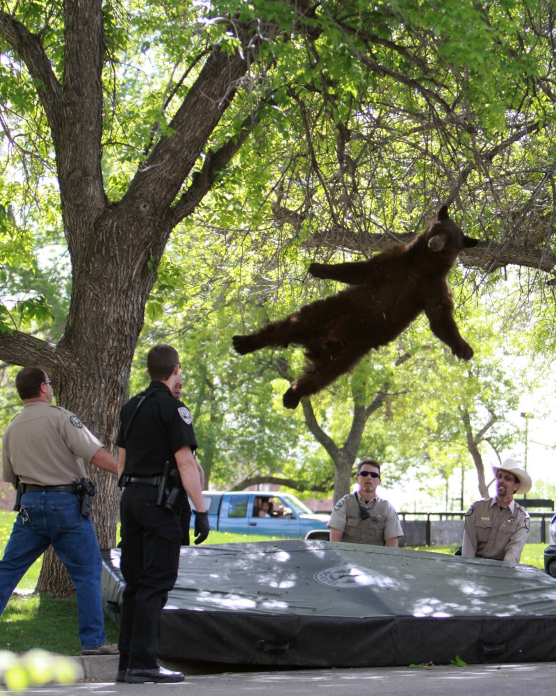 The bear that wandered into the University of Colorado Boulder, Colo., dorm complex Williams Village falls from a tree after being tranquilized by Colorado wildlife officials.