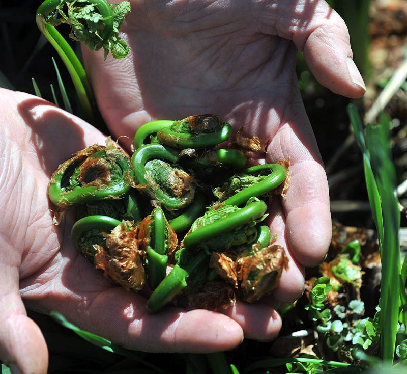 BOUNTIFUL: Butch Wells holds a handful of fresh fiddleheads outside his W.S. Wells & Son factory in Wilton on Thursday.