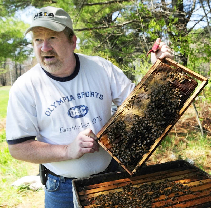 Roy Cronkhite checked one of his hives in Livermore Falls to make sure the queen bee had plenty of empty cells left in the wooden frames of the hives to deposit eggs. He pulled out three frames until he found the queen. �I see there�s plenty of cells over here, so she�s fine,� he said. �She has plenty of room.�