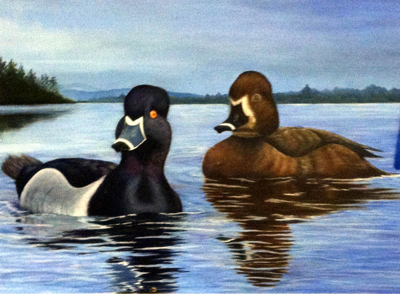 WINNER: An oil painting by a Skowhegan woman is the 2012 winner of the Maine Duck Stamp contest.