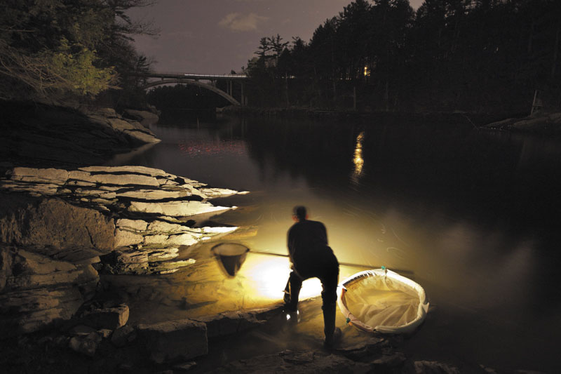 Bruce Steeves uses a lantern while dip netting for elvers on a river in southern Maine. Elvers are young, translucent eels that are born in the Sargasso Sea and swim to freshwater lakes and ponds where they grow to adults before returning to the sea.
