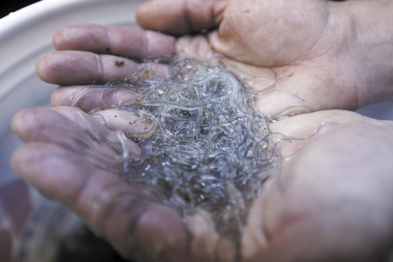 LITTLE AND SLIPPERY: A handful of elvers is displayed by a buyer in Portland. The baby eels are shipped to Asia where they will grow to adults and be sold as food.