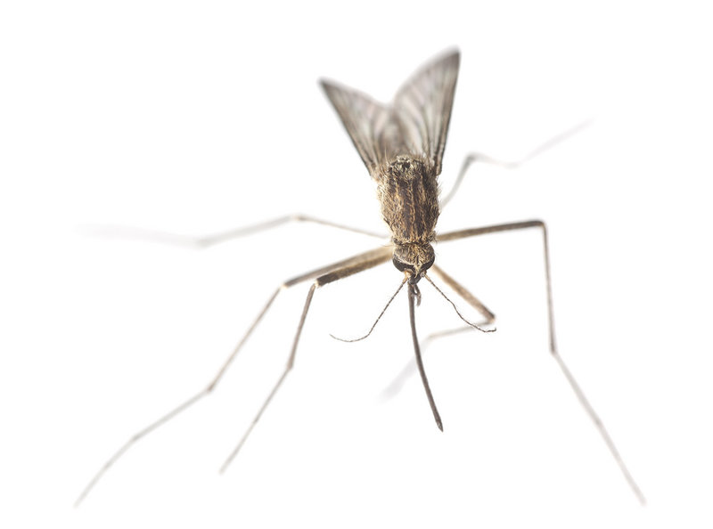 To protect yourself against mosquitoes, University of Maine Cooperative Extension entomologist James Dill advises using a good Deet-based repellent or perhaps the newer repellent Picaridin. Organic repellents work, too, he said, but only last about half an hour.