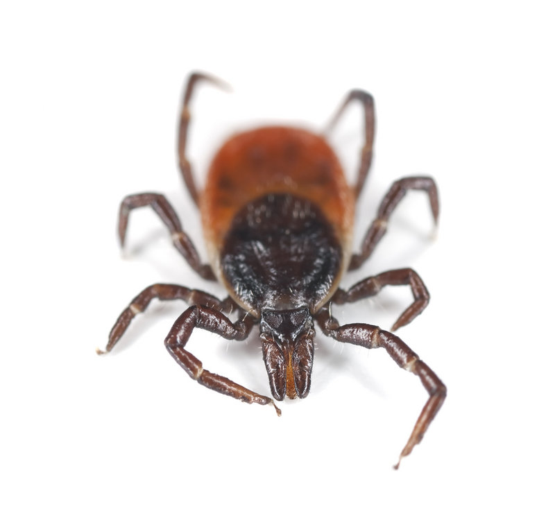 "Deer ticks are active when it's 40 degrees or warmer, so they've been out and about for a long time," entomologist James Dill said.