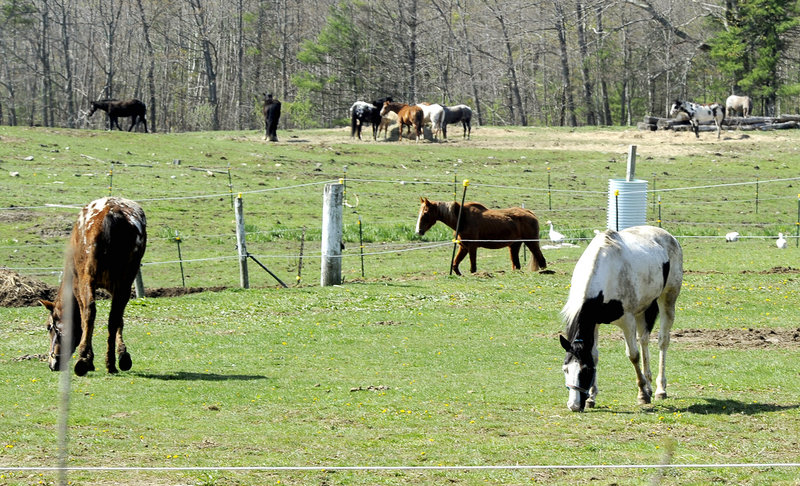 Horses graze at Whistlin’ Willows Farm on Saturday. Some of the farm’s horses recovered from the outbreak’s effects, while another 40 to 45 animals never became sick, officials said.
