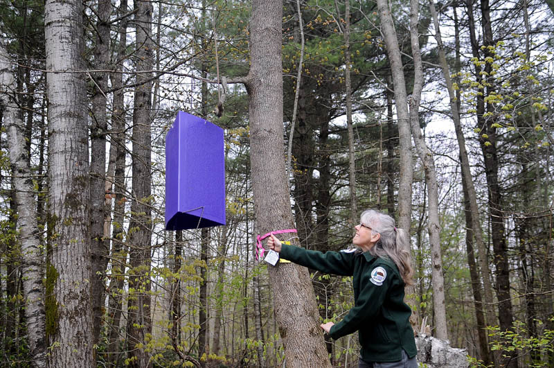 Maine Forest Service entomologist Colleen Teerling hoists an Emerald Ash Borer trap into an ash tree Thursday during an Augusta demonstration of how the device works. Several hundred of the purple traps are being deployed across Maine this summer to survey the woods about the location of the invasive borer that damages ash trees.