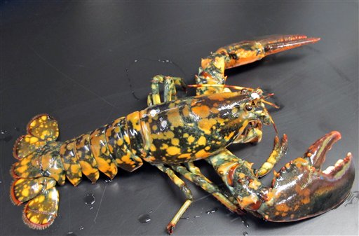 This rare calico lobster was caught off Winterport and discovered by Jasper White's Summer Shack.