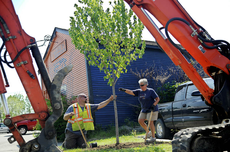 Gardiner city employee Dan Robideau and Joan Vining plant a maple tree Monday in downtown Gardiner. Vining and other members of the Gardiner Conservation Committee helped city workers plant 18 new trees throughout the city.