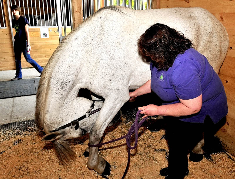 Veterinarian Dr. Stephanie Heikkinen uses a carrot to entice a horse to reach under and stretch in a physical exercise demonstration at Grand View Farm in Wilton on Sunday.