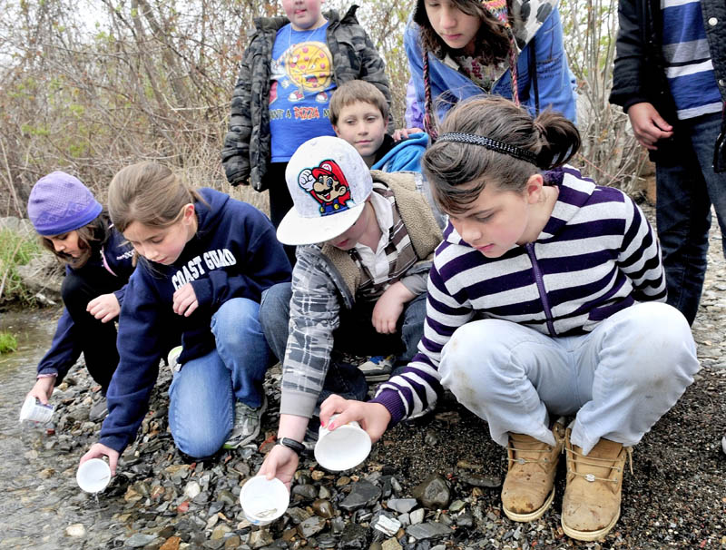Fourth-grade students at Albert Hall School in Waterville release tiny salmon fry into the Kennebec River on Thursday. The class raised 200 fish from eggs as part of the "Fish Friend" program of the Atlantic Salmon Federation. Releasing fish, from left, are Logan Gilman, Gigi Garza, Gavin Robinson and Mckayla Nelson.