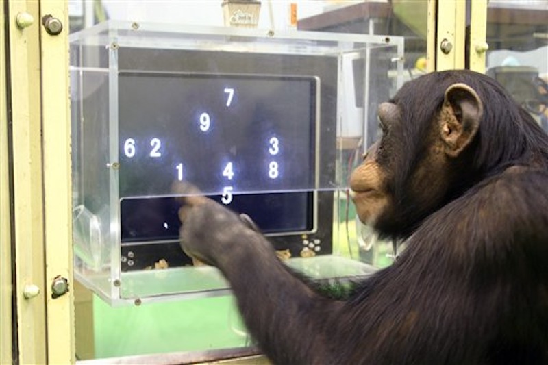 In this Dec. 13, 2006 photo provided by the Primate Research Institute of Kyoto University, a 5 1/2-year-old chimpanzee named Ayumu performs a memory test with randomly-placed consecutive Arabic numerals, which are later masked, accurately duplicating the lineup on a touch screen computer in Kyoto, Japan. The young chimpanzees in the study titled "Working memory of numerals in chimpanzees" by Sana Inoue and Tetsuro Matsuzawa could memorize the nine numerals much faster and more accurately than human adults. The evidence that animals are more intelligent and more social than we thought seems to grow each year, especially when it comes to primates. It's an increasingly hot scientific field with the number of ape and monkey cognition studies doubling in recent years, often with better technology and neuroscience paving the way to unusual discoveries. (AP Photo/Primate Research Institute of Kyoto University)