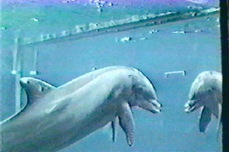In this undated image made available by Dr. Diana Reiss, a bottlenose dolphin looks at its reflection in a mirror. A groundbreaking 2001 study by Reiss and Emory University researcher Lori Marino in 2001 showed dolphins recognizing themselves in mirrors, proving they have a sense of self similar to humans. "The more you learn about them, the more you realize that they do have the capacity and characteristics that we think of as a person," Marino said. "I think it's impossible to ignore the ethical implications of these kinds of findings." (AP Photo/Diana Reiss)
